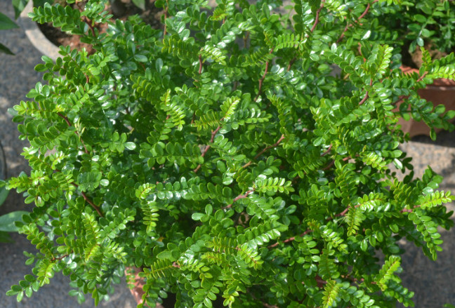 这4种适合家养的植物,既美观又可净化空气,你家养吗|凤梨|清香木|空气