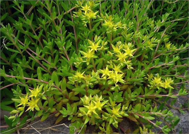 垂盆草治肝病有什么效果(垂盆草治肝病的正确服用方法)