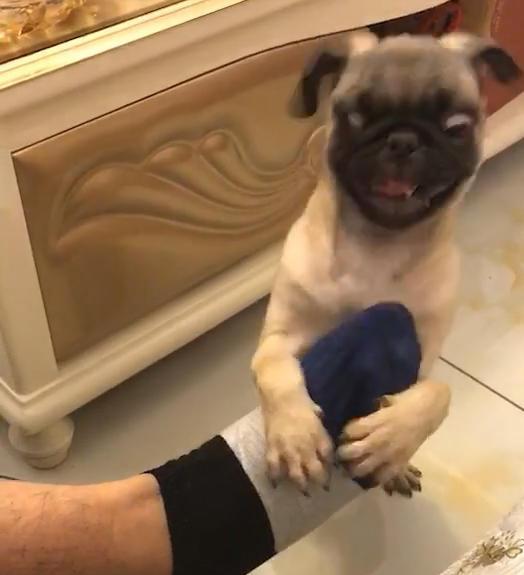 狗闻了主人没洗的脚,接下来的表情直接令人笑喷,狗:这也太臭了