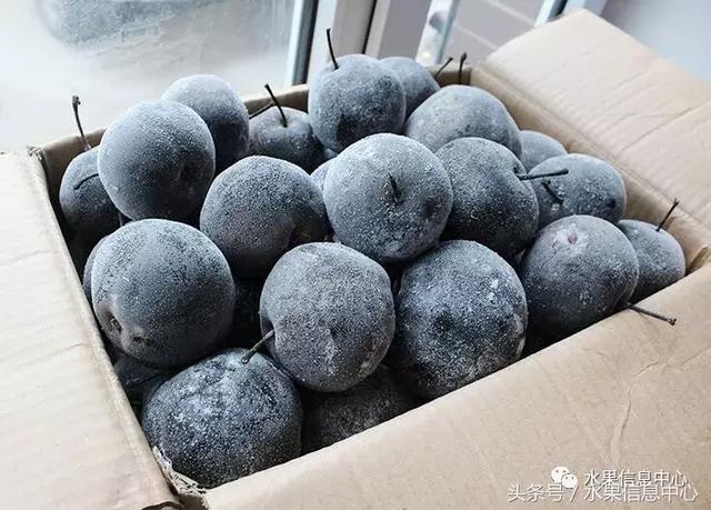 冻梨、冻柿子东北人的两道硬菜,好吃到哭