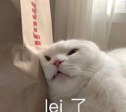 一组萌萌哒小猫咪表情包