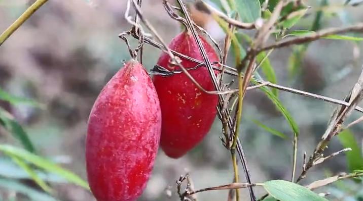 农村地里野果看着好吃又漂亮,却烂在地上无人问津|野果|橄榄|吃货