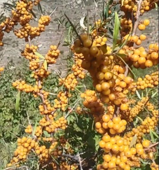 农村这种"野果"树,不怕冻不怕旱,种上一棵,全家咋吃都吃不完