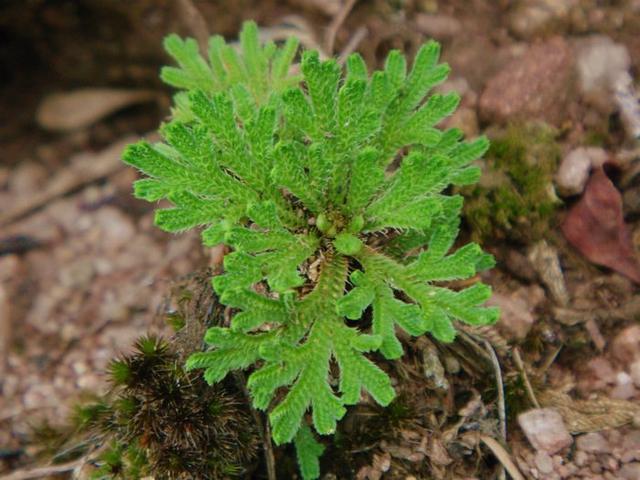 悬崖上的植物,不仅名字霸气,还是治疗刀伤的草药,你认识吗