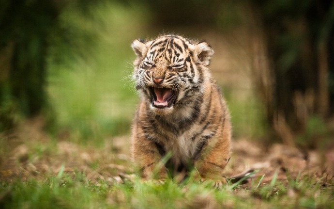 不许说我可爱我会变成大脑虎的