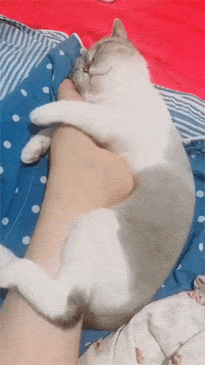 gif搞笑:问儿子想要妹妹还是弟弟,儿子的回答让我惊讶