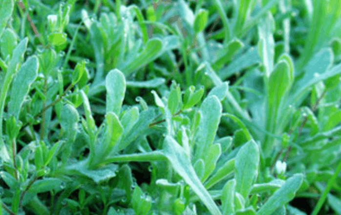 清明草,别名:菠菠草,佛耳草,软雀草,蒿菜,面蒿,清明菜,水萩等,无心,无