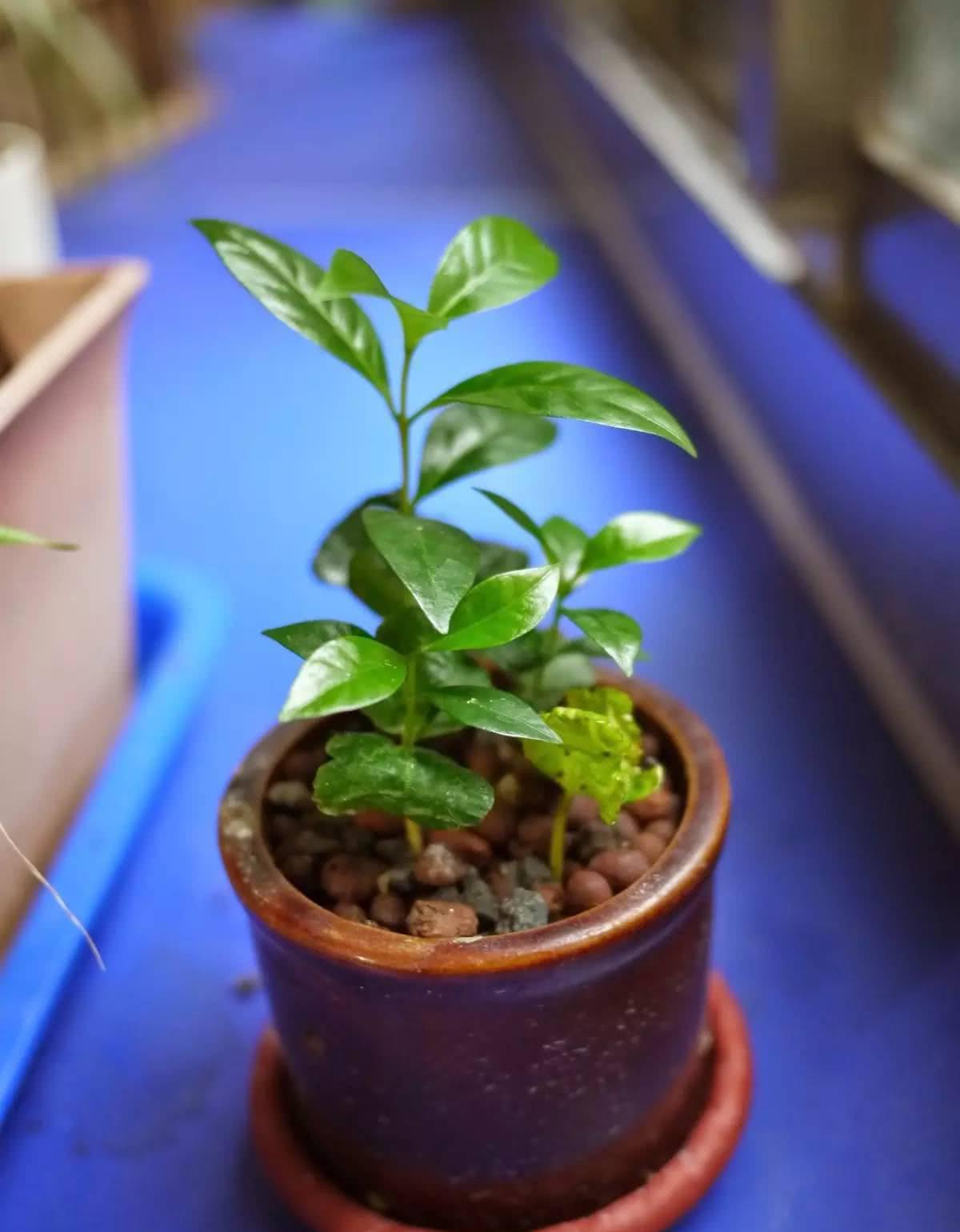 夏天吃的这三种水果的果核不要丢,养成绿色盆栽好看极了