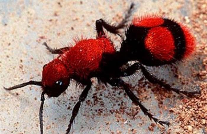 在地球上十种最疯狂的蚂蚁