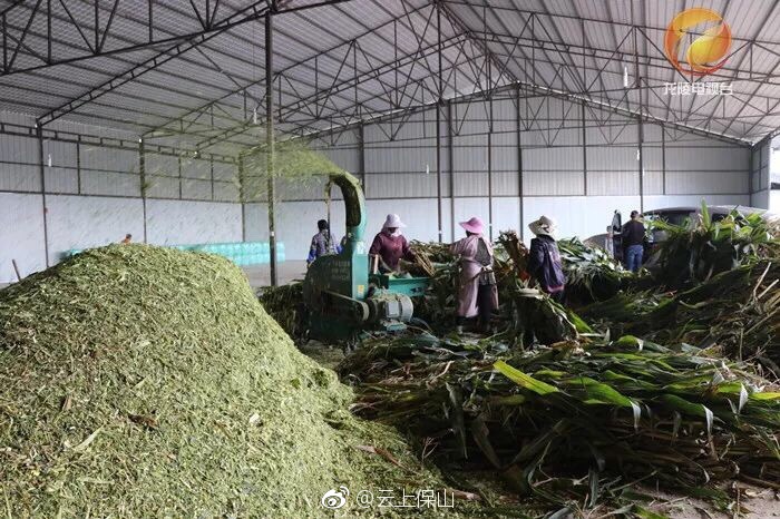 平达乡“粮改饲”促农增收效益显|畜牧业|籽实|玉米_新浪新闻