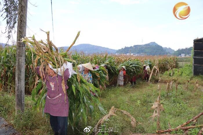 平达乡“粮改饲”促农增收效益显|畜牧业|籽实|玉米_新浪新闻