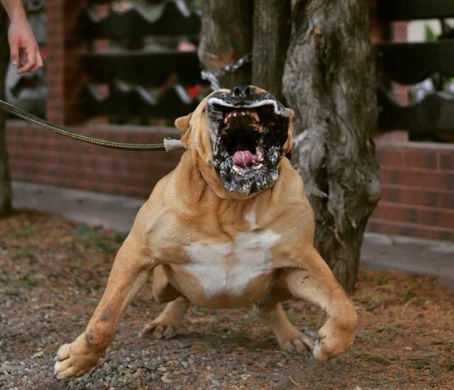 盘点世界猛犬, 狗中最强, 称霸一方, 你认识几个?|罗威纳|猛犬|原产地_新浪新闻