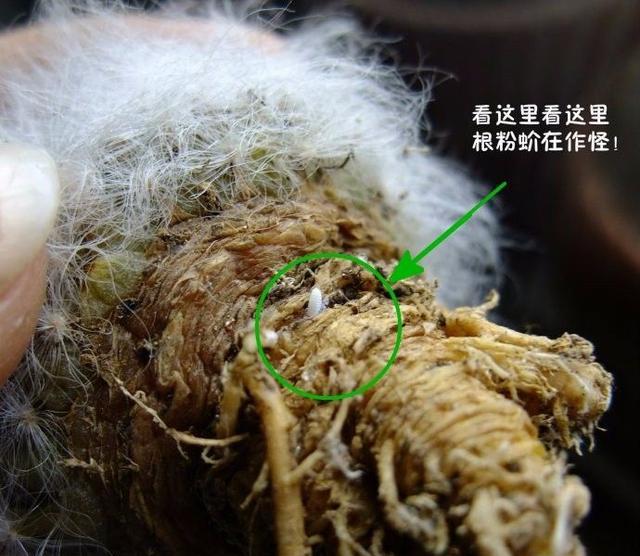 论灭杀根粉蚧壳虫的四种方法