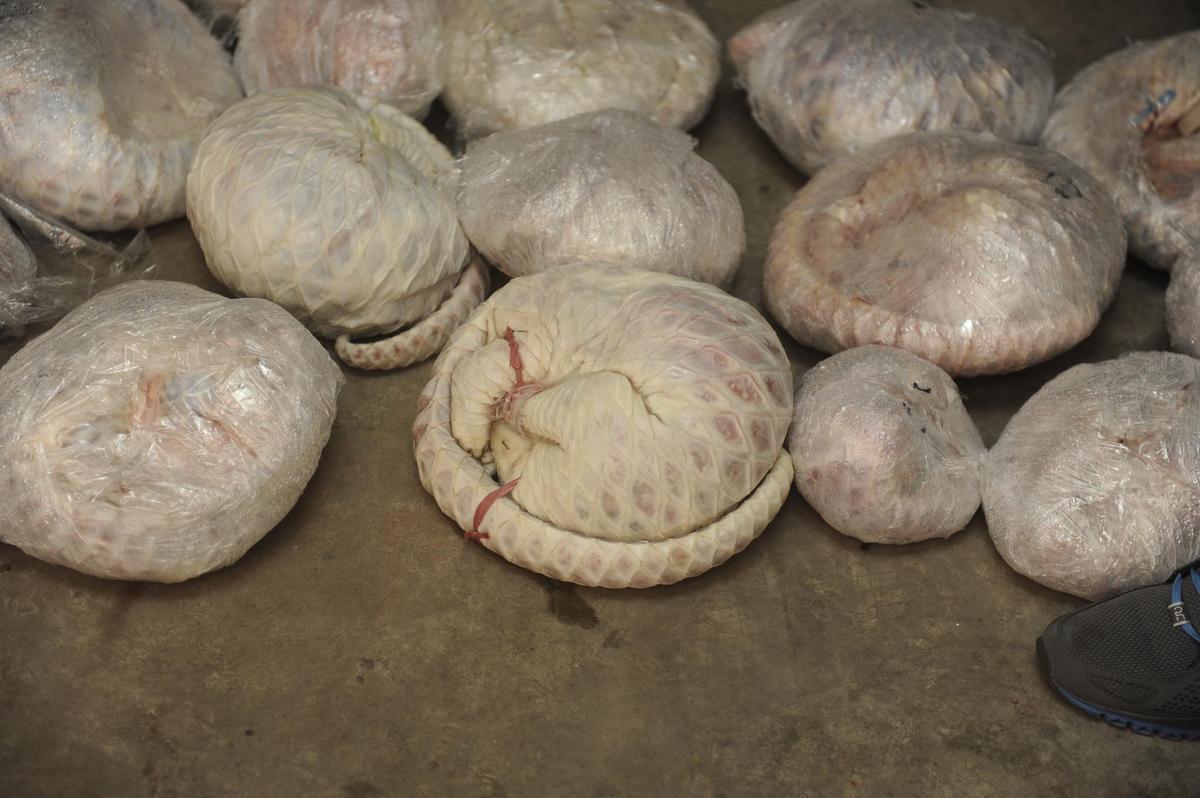 穿山甲|厂房|警方_新浪新闻