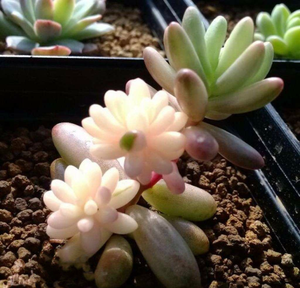 虹之玉虹之玉锦女乙心八千代如何分清楚养法相同吗