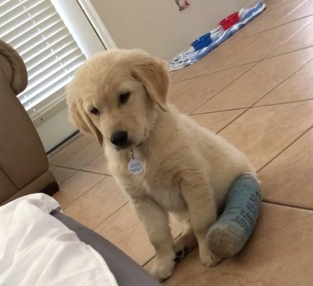 小金金意外摔断腿,帮它打石膏后每天都"郁卒脸"