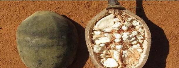 每个地方都有每个地方的特产,萨摩亚的面包树可真是神奇,不知道吃起来