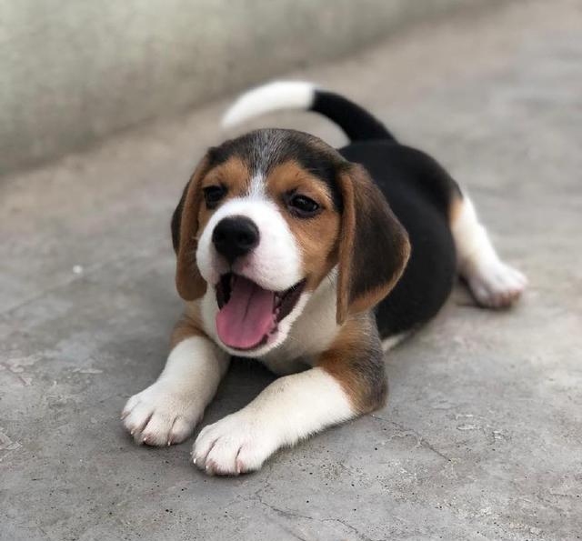 超可爱比格犬,一举一动萌化你的心