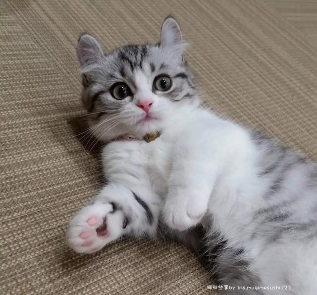 小时候的komaru小时候的komaru和玩具睡觉小短腿可爱动图1动图2动图3