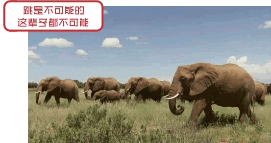揭秘大象能够跳起来吗蚂蚁从100层楼摔下来会死吗