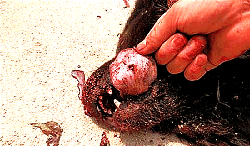 体长1米高50厘米, 2岁藏獒被4只狼围攻, 发现时已经晚了