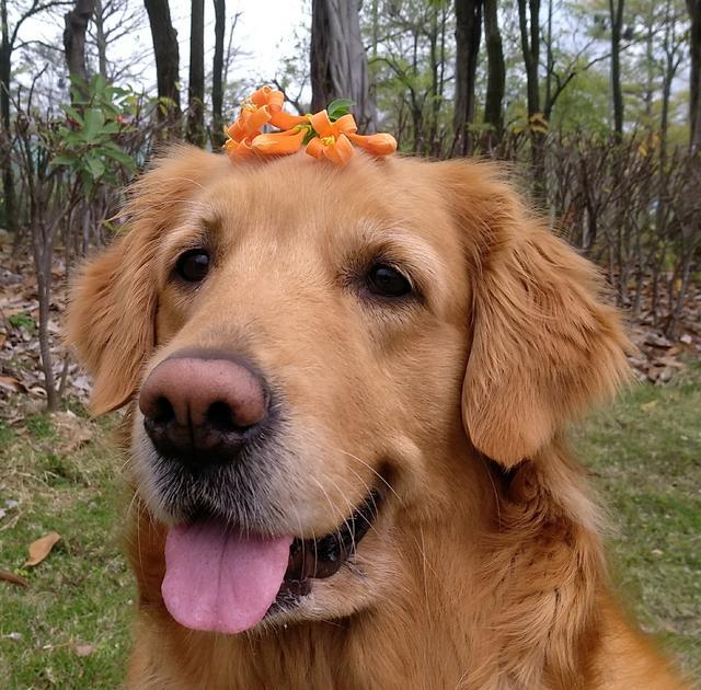 大金毛的暖可不是乱说的,这一波微笑来袭一定打动你