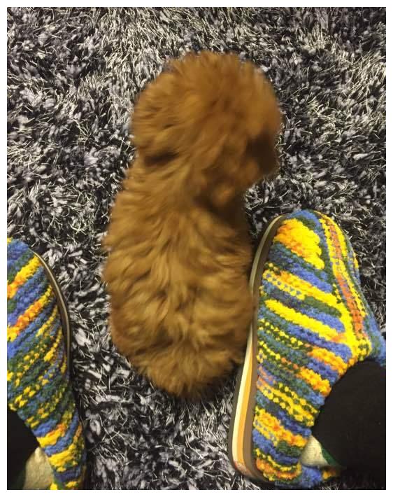 狗狗因为有了新家开心的像个孩子,撒欢打滚太可爱