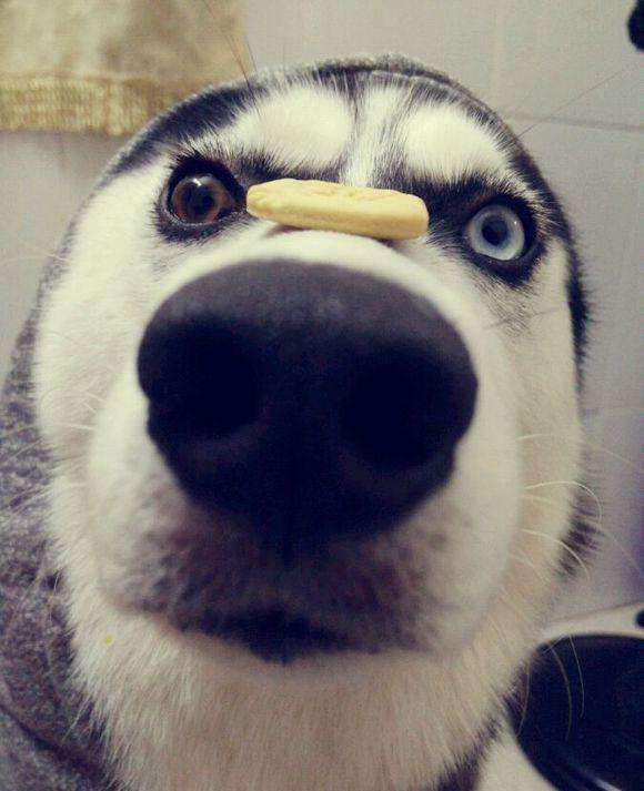 西伯利亚雪橇犬,又名哈士奇,我们常常称呼它为"二哈""蠢哈",事实上它