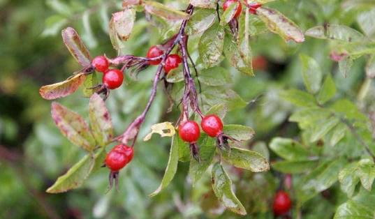 你见过没,它对治疗高血压可是有奇效|免疫力|刺玫果|高血压_新浪新闻