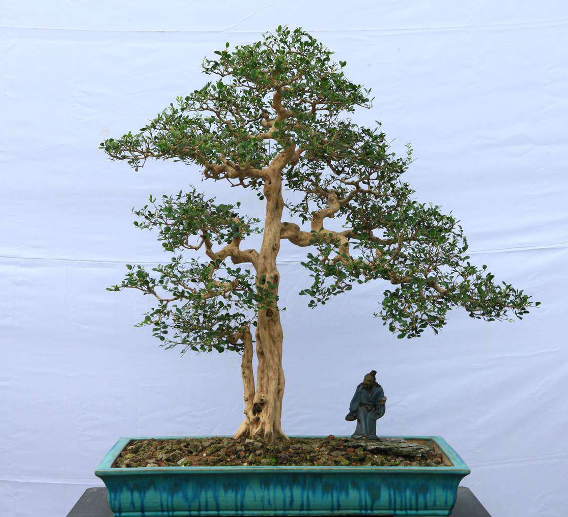 在岭南栽培盆景的素材中,说是最受人欢迎的九里香一点不为过,它苍劲