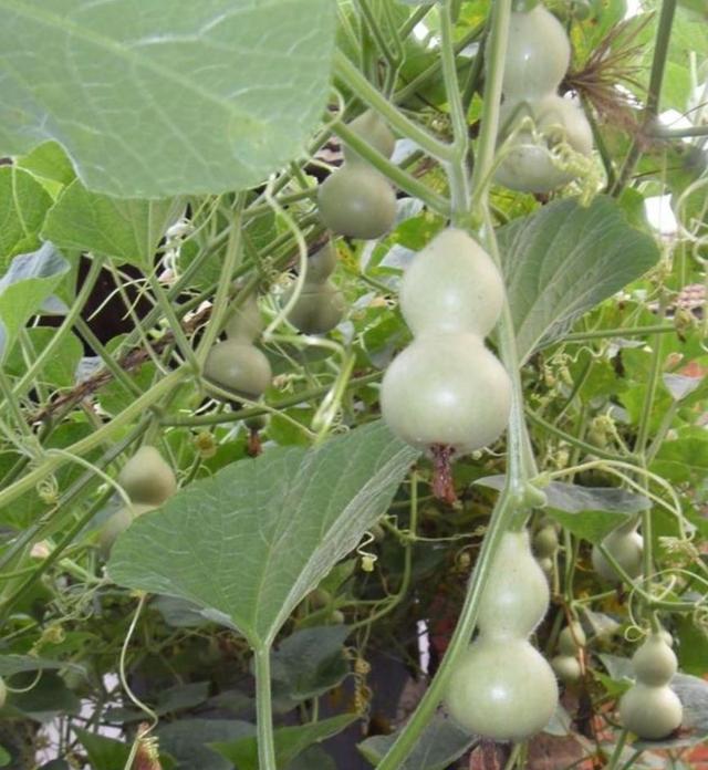 23粒种子埋土里一条葫芦秧爬满墙秋天小葫芦收一筐