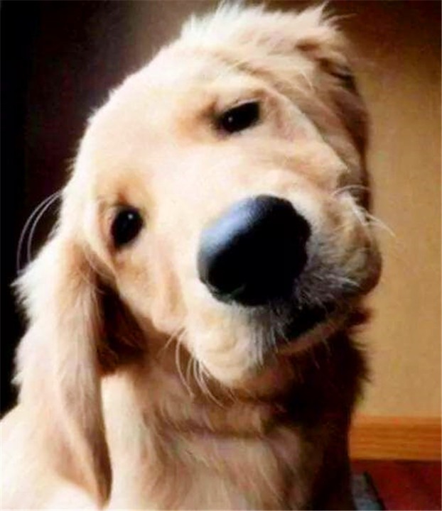 狗狗为什么会歪头看你?原来真相是这样的