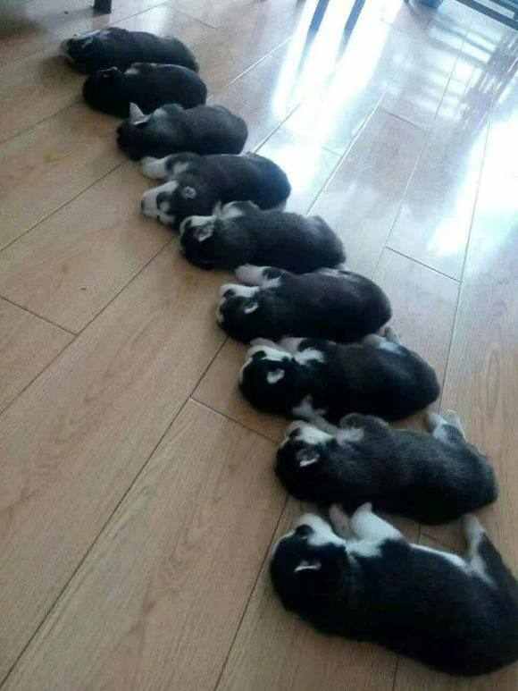 刚刚出生的小二哈简直萌死了,睡觉都要排排睡,哈欠更是一起打