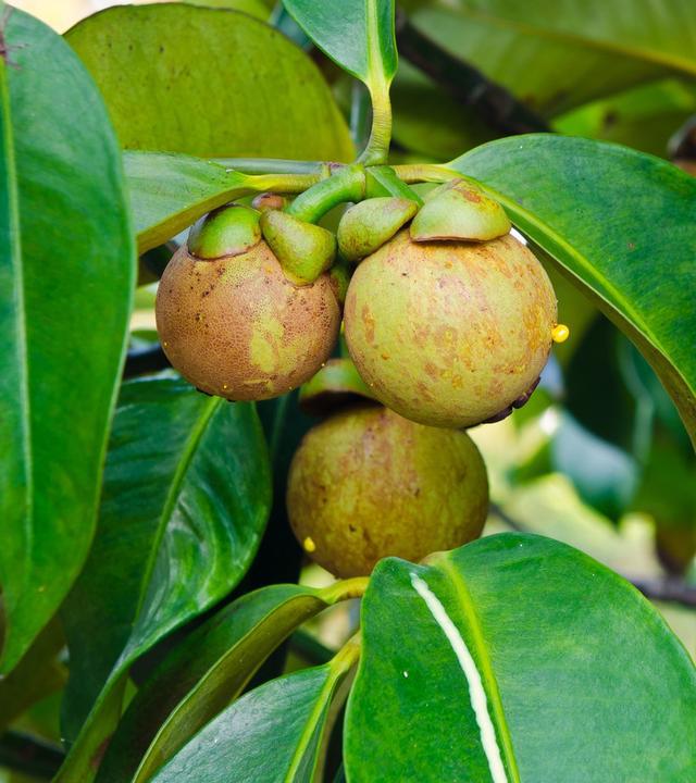 "水果王后"山竹最高每斤卖400元,价值在哪里?种植效益好吗?