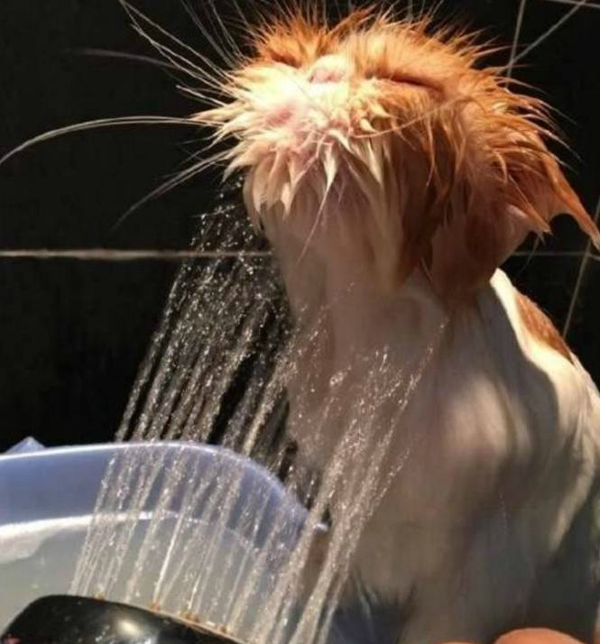 主人给猫咪洗澡洗到一半出去接电话,回来打开门的一瞬间吓到