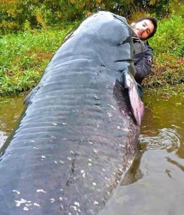 9张难得一见的奇怪照片,总有一张会满足你的好奇心_新浪看点