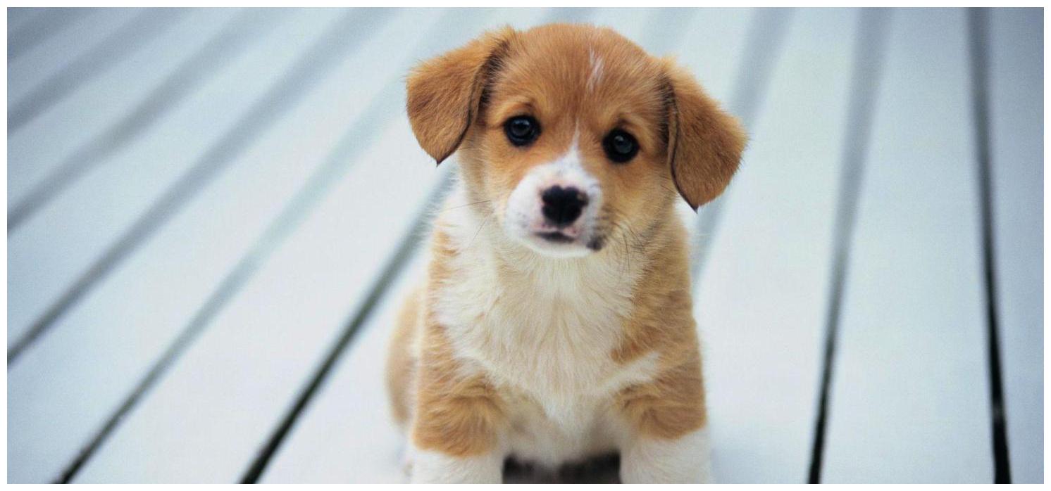 2岁狗狗差点毁了整个婚礼, 主人一看它的表情又舍不得揍了!