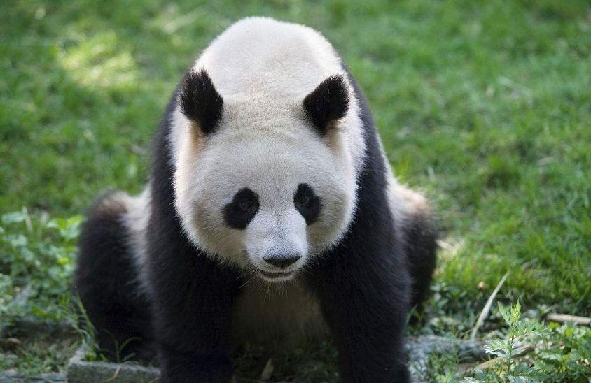 老虎狮子那么凶猛, 为什么不攻击大熊猫? 说出来你都不敢相信