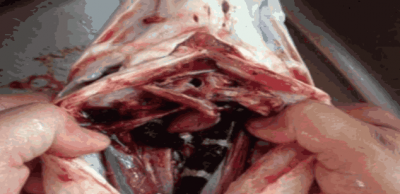 女子准备炖鱼吃,剖开鱼肚子后,看到的"家伙",大开眼界