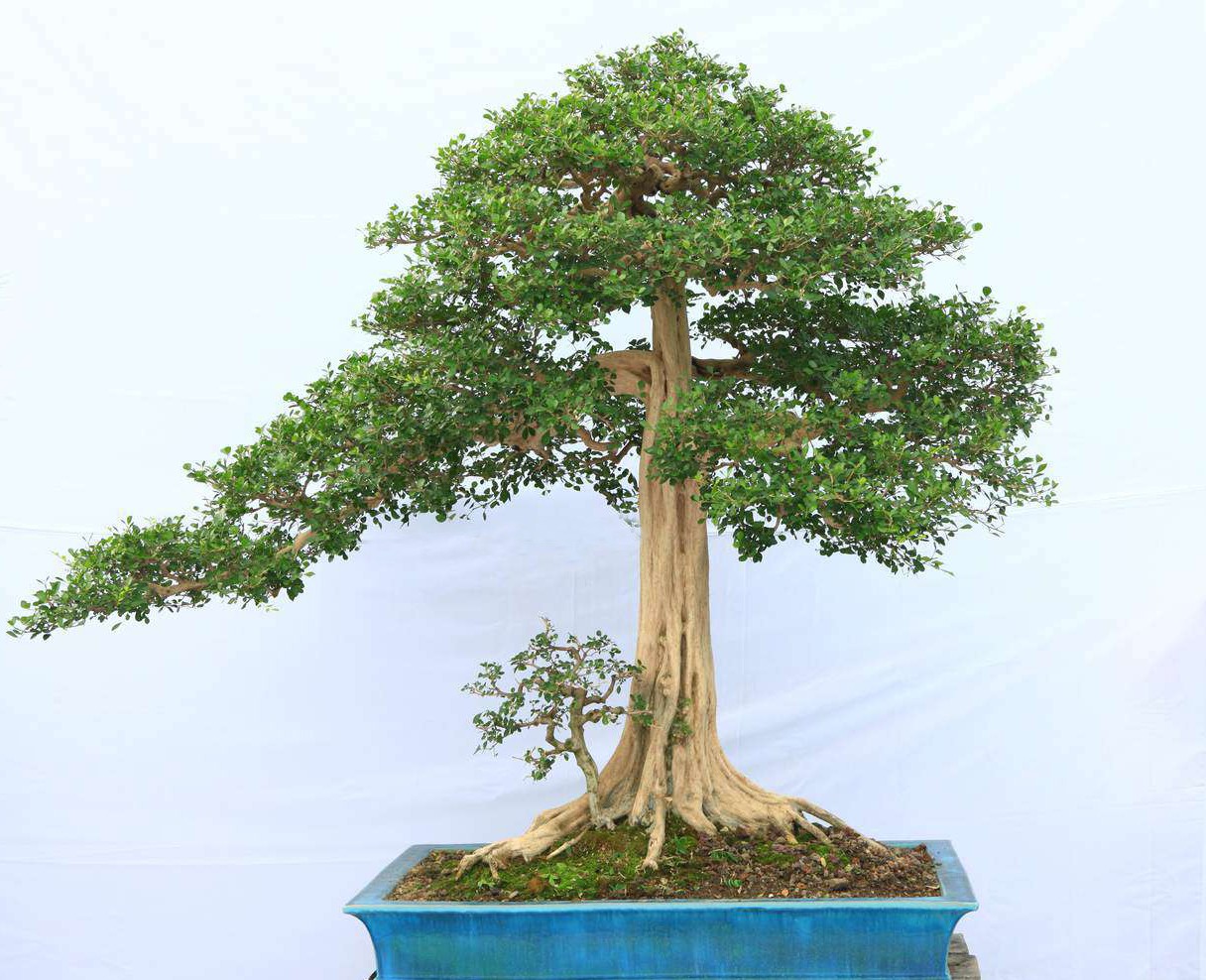 在岭南栽培盆景的素材中,说是最受人欢迎的九里香一点不为过,它苍劲