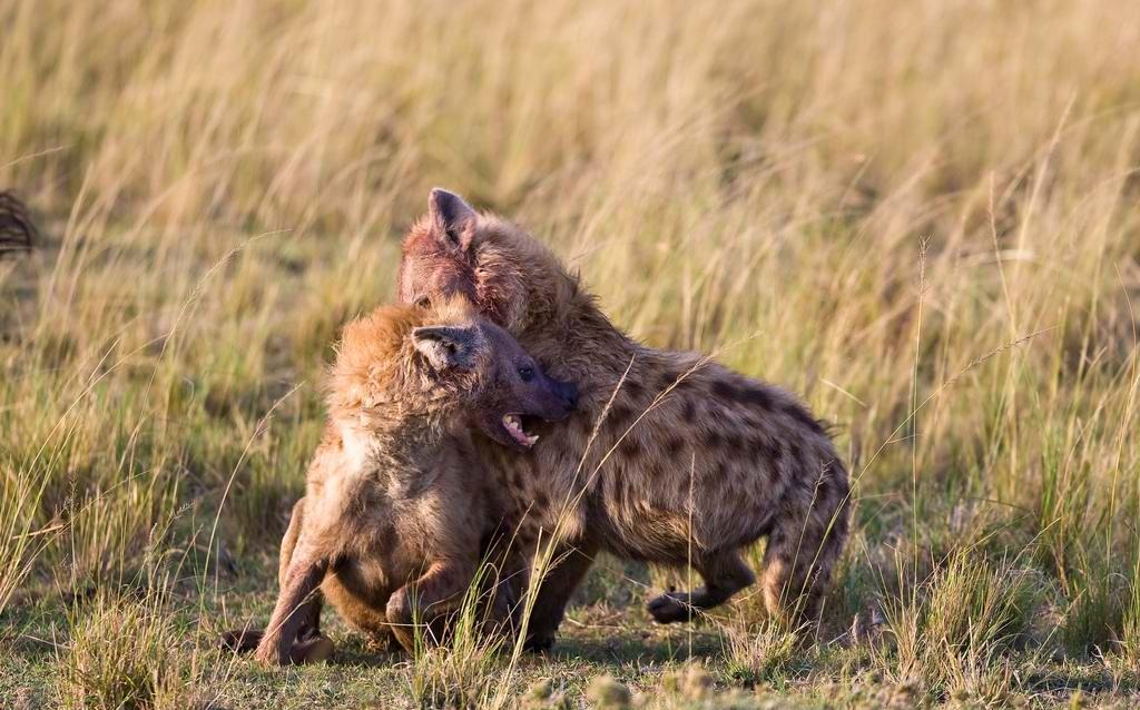 两只鬣狗的互相厮杀