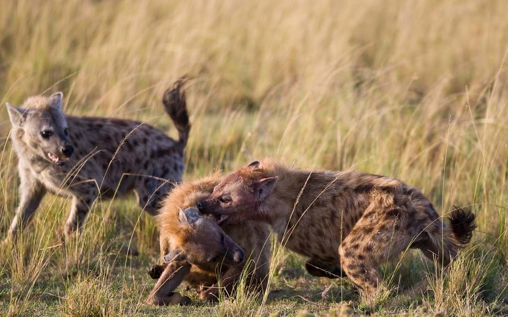 两只鬣狗的互相厮杀