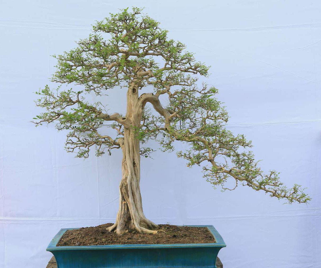 大度的精神,具有浓厚的岭南特色九里香有多个别的名称,比如:千里香,九