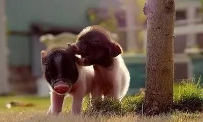 我走过最长的路就是发誓小香猪永远长不大的宠物店