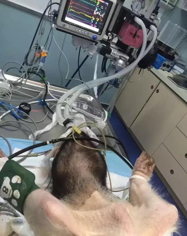 一头小香猪的绝育手术,超乎你的想象,简直就是猪的福音好嘛