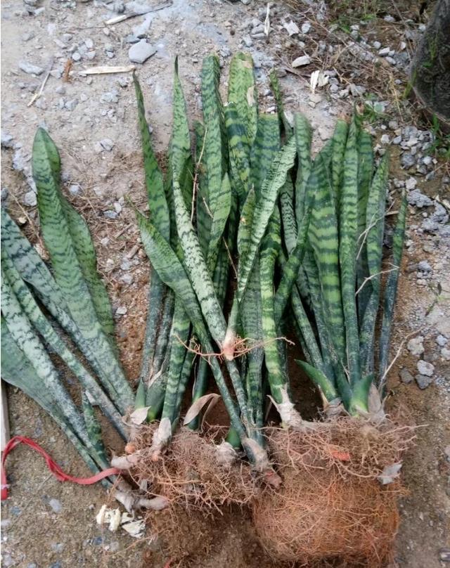 给虎皮兰浇水教你个浇水的正确方法长得快侧芽多很快就爆盆