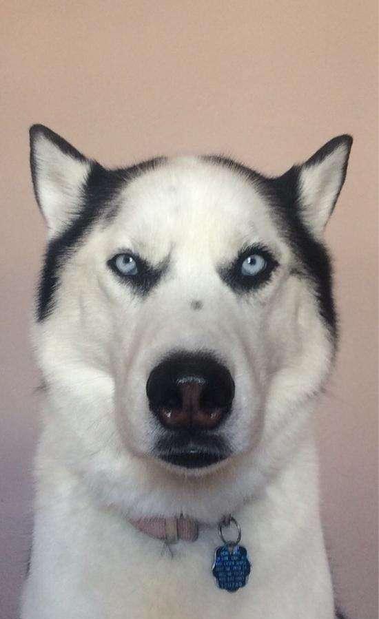 二哈头上三把火太旺,头发烧没成地中海