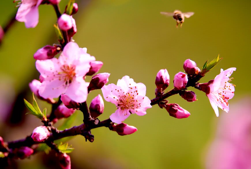 湖北宜昌:在桃花盛开的地方,拍3天3夜都不想离开,因为太艳美