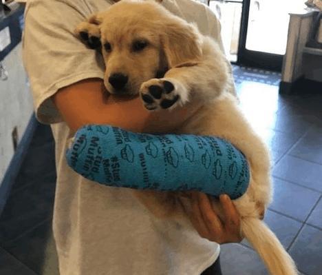 小金金意外摔断腿,帮它打石膏后每天都"郁卒脸"