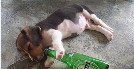 狗狗界的酒鬼: 6年酒龄, 3个月就开始喝啤酒!